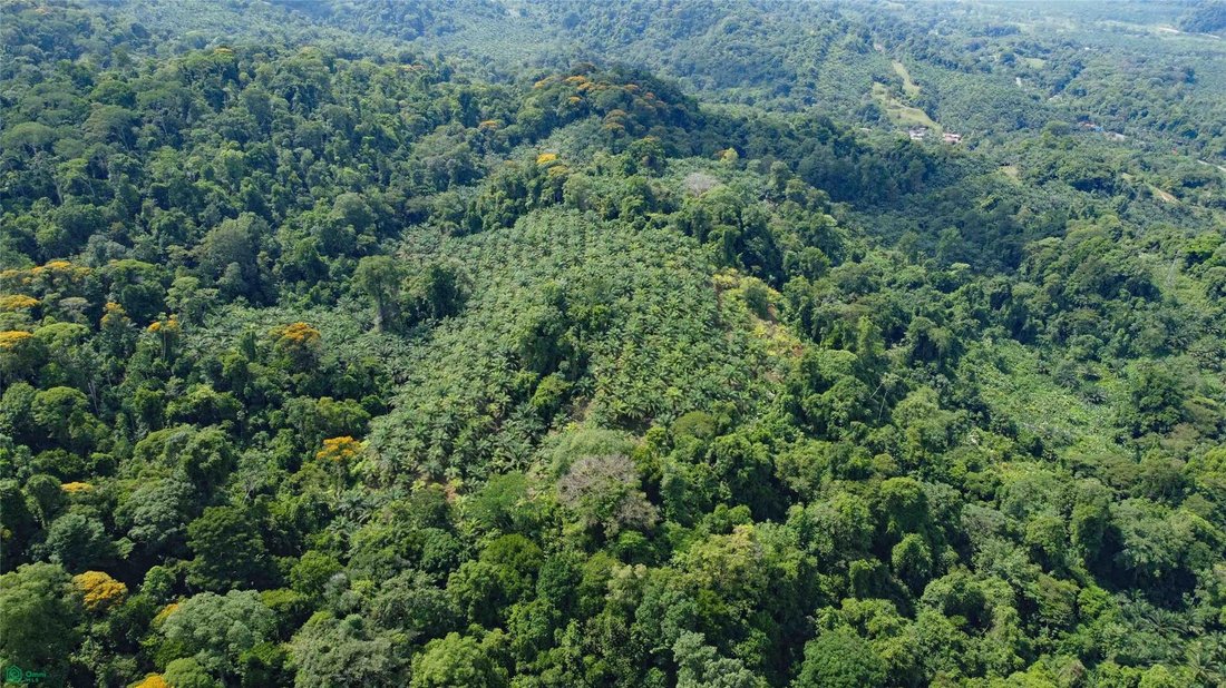 Terreno a Piedras Blancas, Provincia di Puntarenas, Costa Rica 5 - 18030334