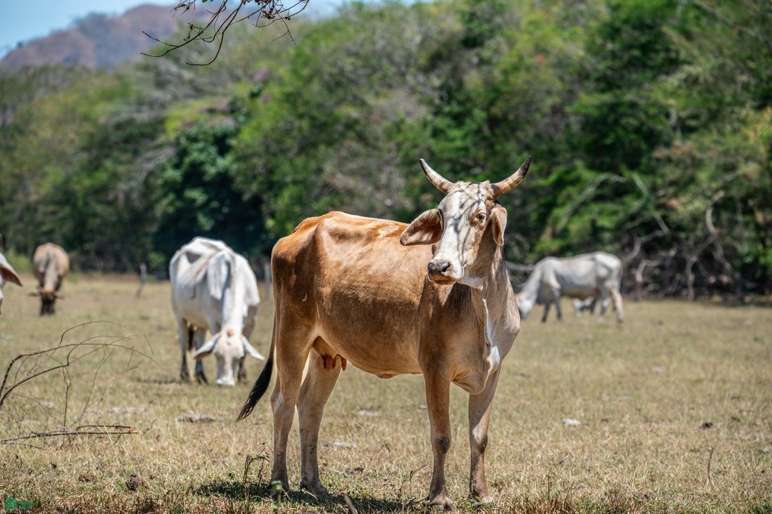 Land in Belen, Carrillo, Costa Rica 1 - 18420218