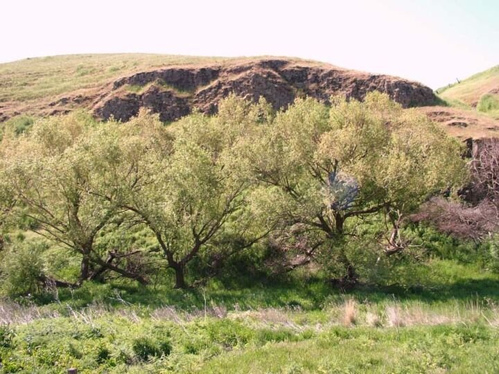 Farm Ranch in Hay, Washington, United States 5 - 17635615