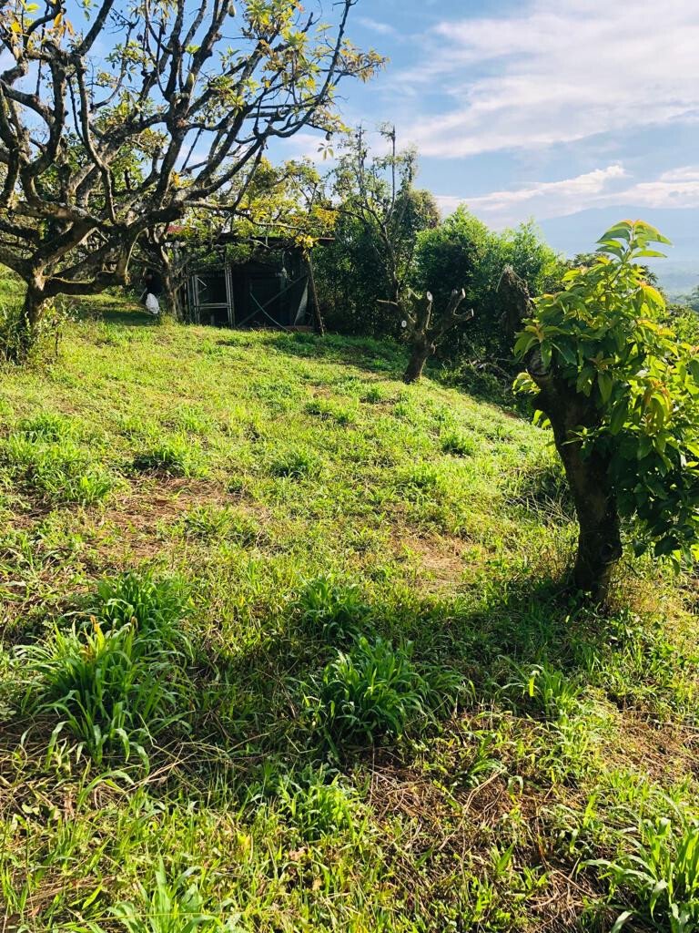 Finca in Montenegro, Montenegro, Colombia 2 - 18630937