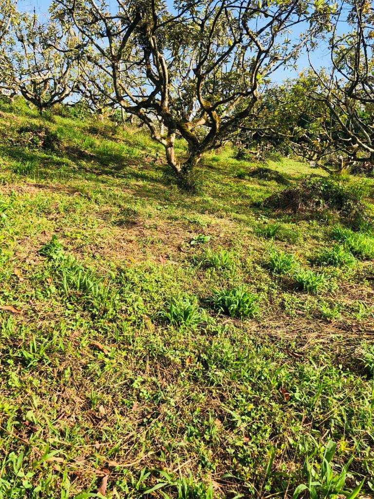 Finca in Montenegro, Montenegro, Colombia 1 - 18630937