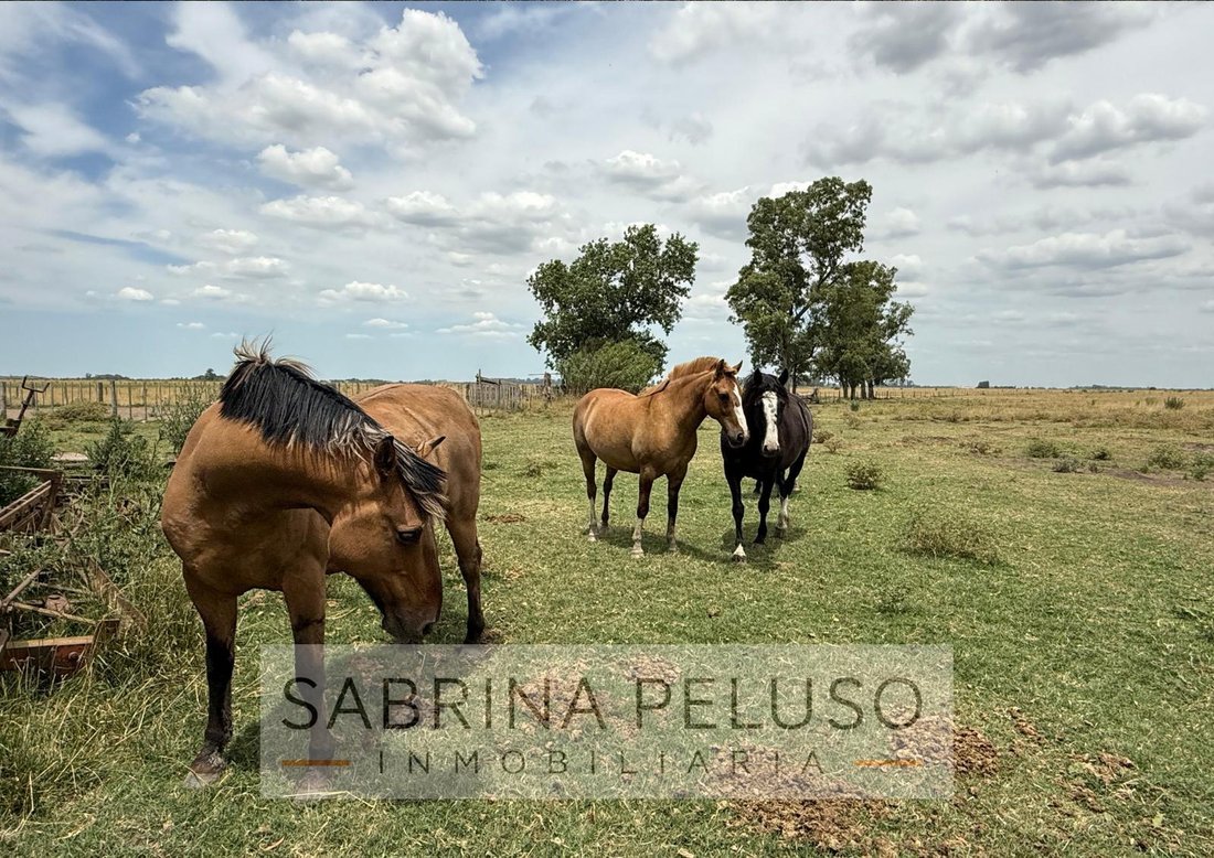 Land in Cañuelas, Buenos Aires Province, Argentina 1 - 18632971
