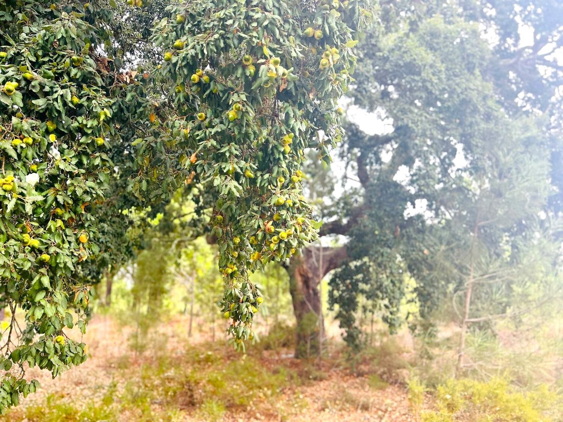Land in Grandola e Santa Margarida da Serra, Setubal, Portugal 3 - 18634749