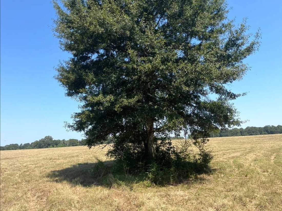 Land in Magnolia, Mississippi, United States 4 - 18641781