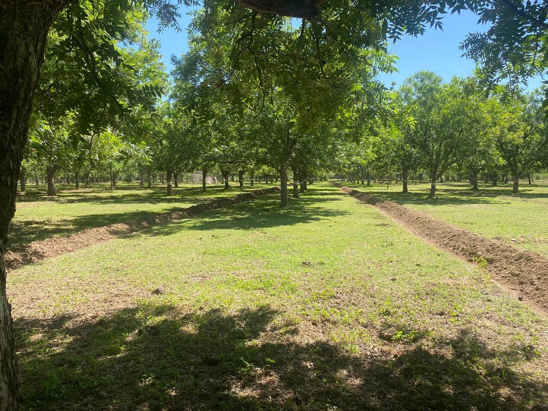 Terreno a Villa Hidalgo, Sonora, Messico 1 - 18644625