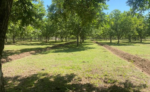 Terreno a Villa Hidalgo, Sonora, Messico 1