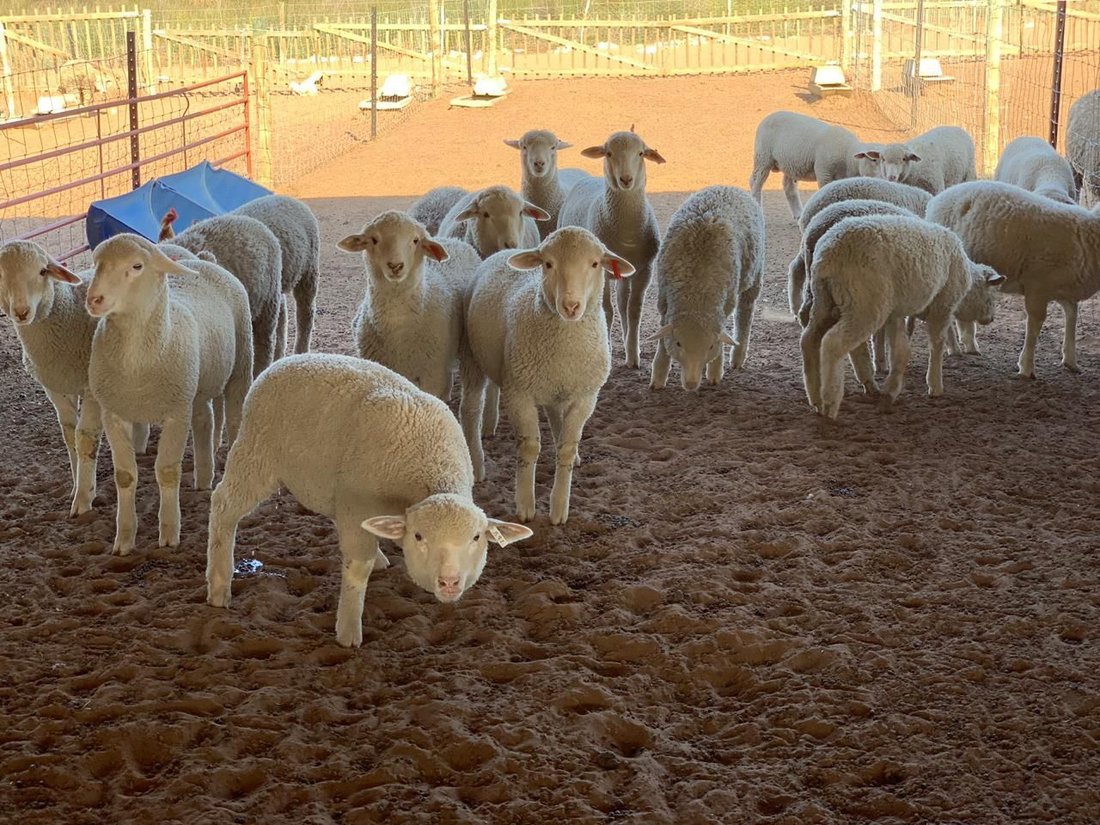 Farm Ranch in Hessequa Local Municipality, Western Cape, South Africa 3 - 18644778