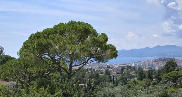 Villa in Cannes, Provence-Alpes-Côte d'Azur, France 2 - 15948099