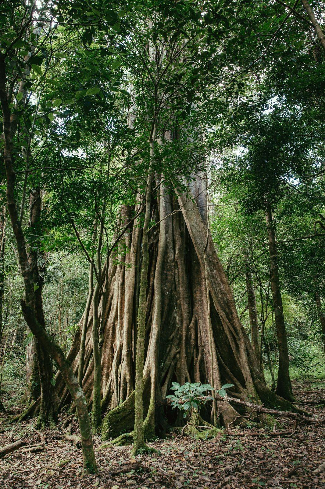 Land in Paso Ancho, Chiriquí Province, Panama 4 - 18644253