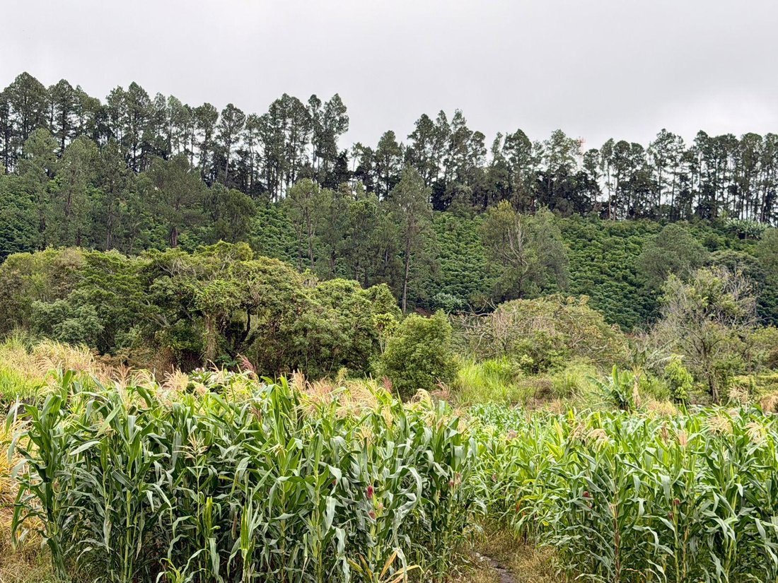 Land in Los Naranjos, Chiriquí Province, Panama 5 - 18644154