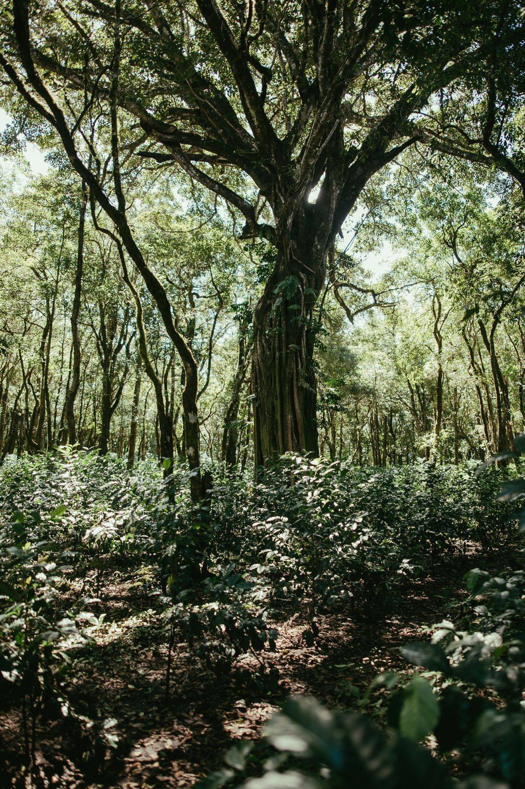 Land in Paso Ancho, Chiriquí Province, Panama 5 - 18644253