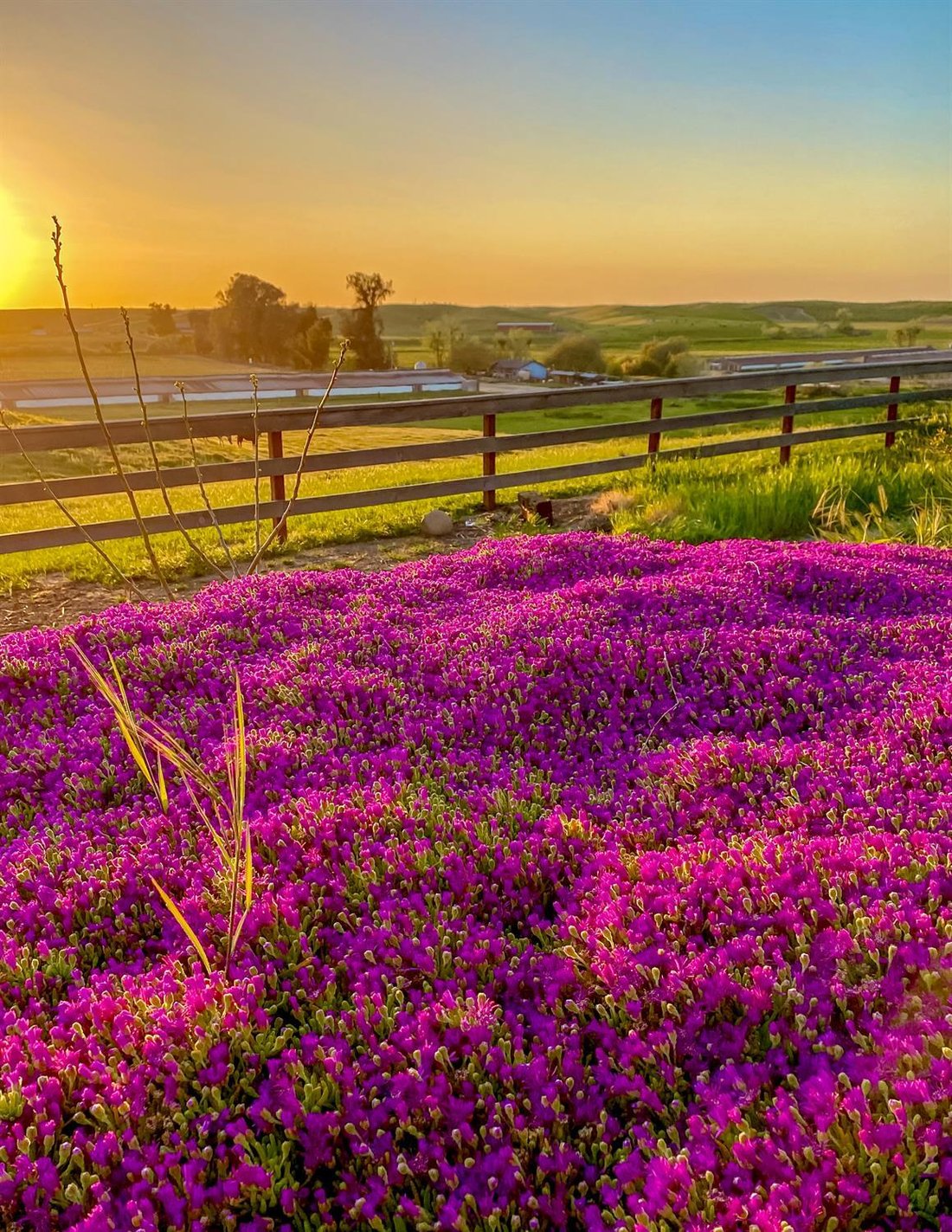 Farm Ranch in Snelling, California, United States 5 - 18649397