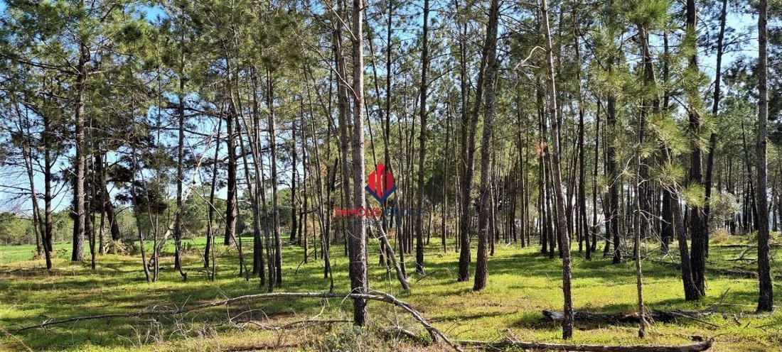 Land in Odiaxere, Algarve, Portugal 2 - 14851692