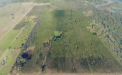 Land in José Falcón, Departamento Presidente Hayes, Paraguay 1