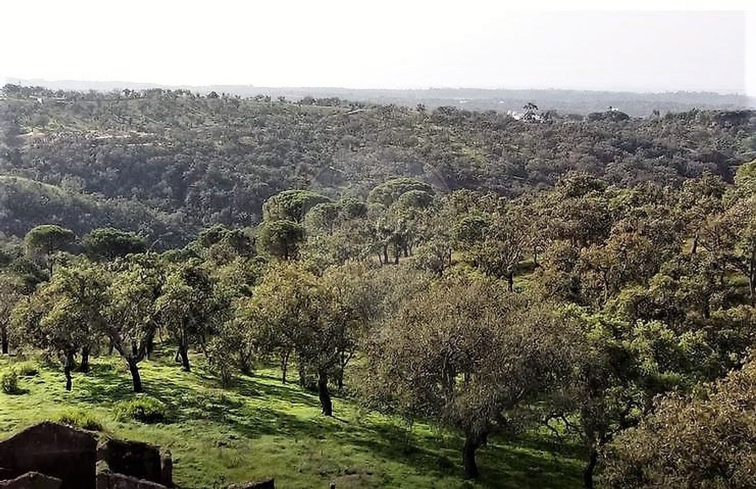 Farm Ranch in Melides, Setubal, Portugal 4 - 15132992