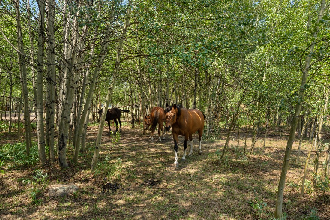 Nederland, Colorado, United States 4 - 18658678