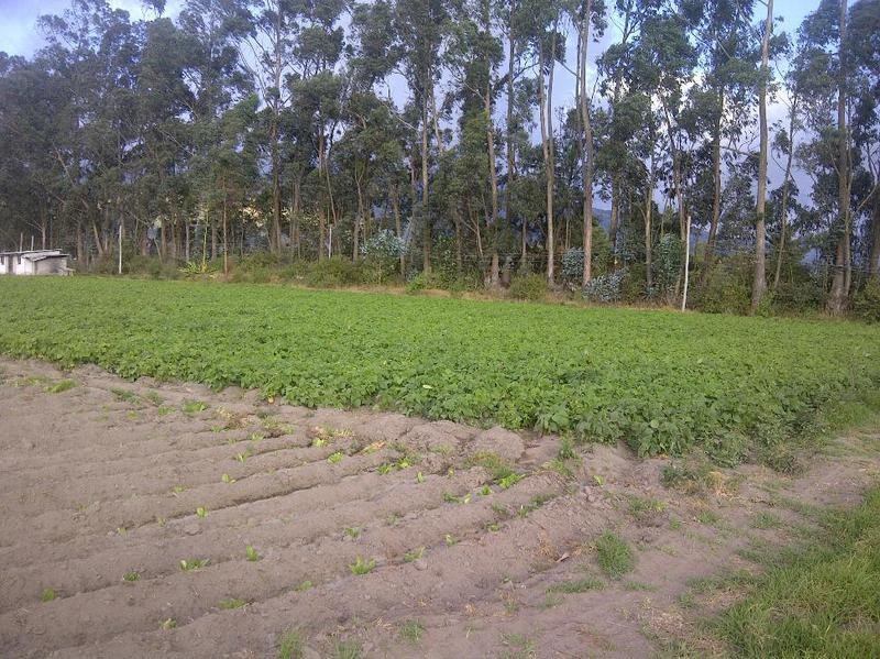 Land in Quito, Pichincha, Ecuador 1 - 18658903