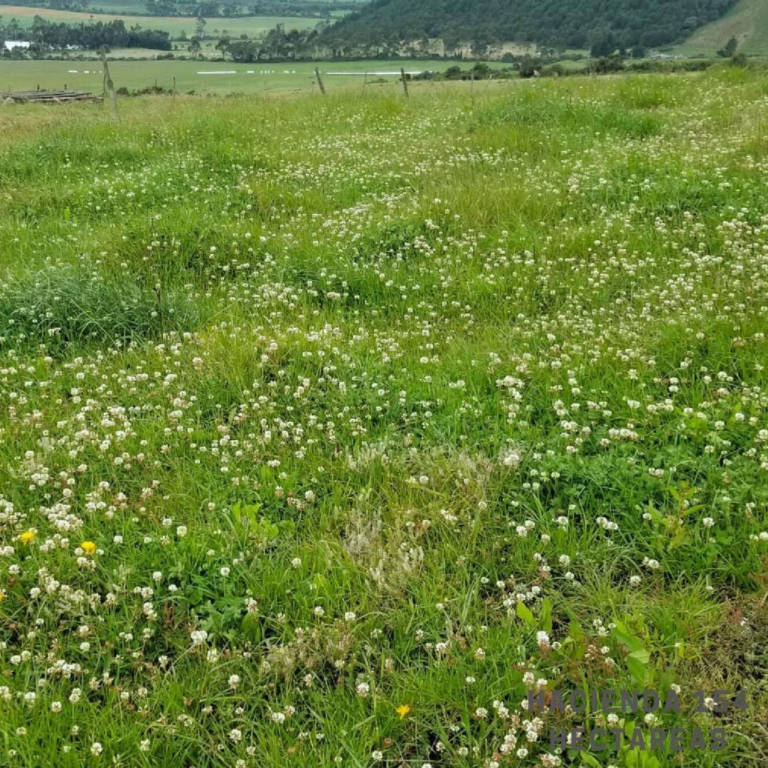 Farm Ranch in Machachi, Pichincha, Ecuador 4 - 18661464