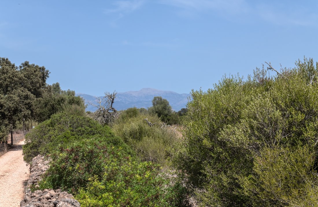 Land in Algaida, Balearic Islands, Spain 2 - 18659021
