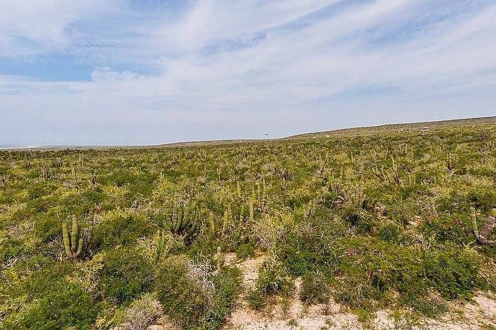 Land in Todos Santos, Baja California Sur, Mexico 5 - 18664616