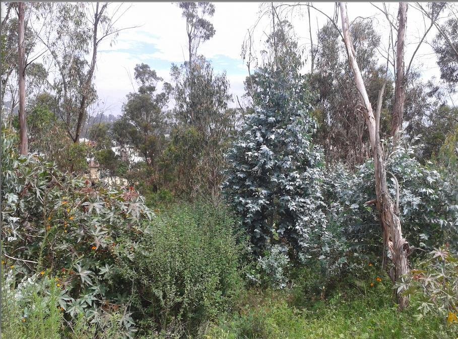 Land in Quito, Pichincha, Ecuador 2 - 18661645