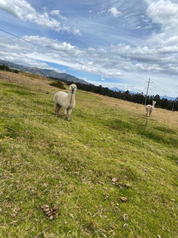 Farm Ranch in Quito, Pichincha, Ecuador 1 - 18661489