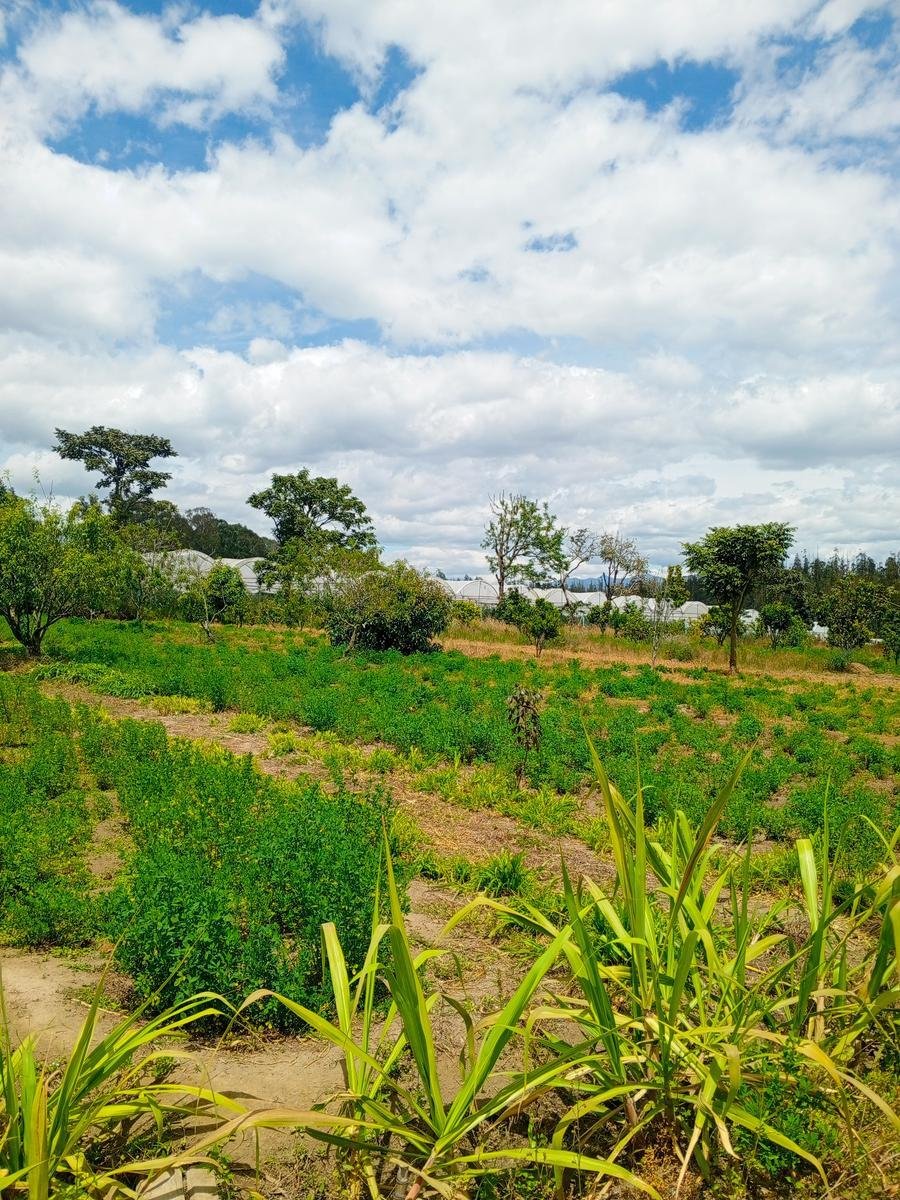 Land in Quito, Pichincha, Ecuador 1 - 18661472