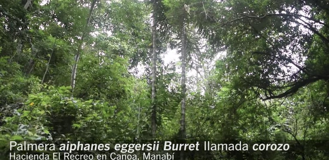 Land in San Vicente, Manabí, Ecuador 4 - 18660284