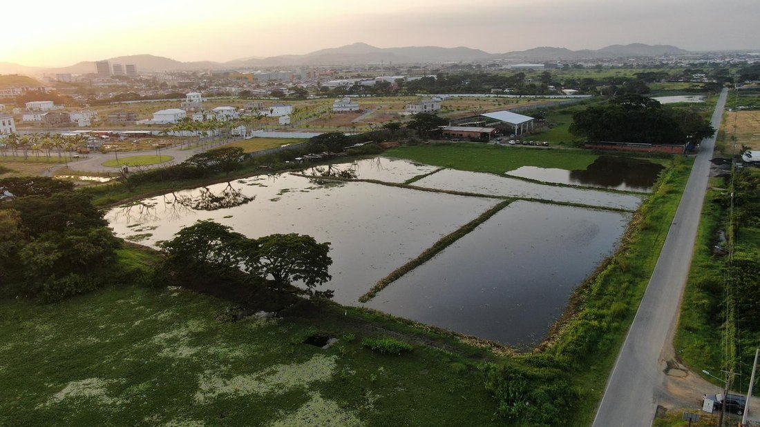 Land in Samborondón, Guayas, Ecuador 1 - 18660691