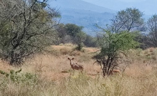 Farm Ranch in Rustenburg, North West, South Africa 1