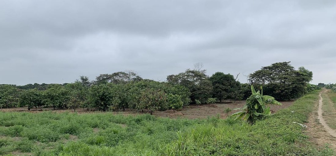 Farm Ranch in Nueva Era, Guayas, Ecuador 5 - 18660274