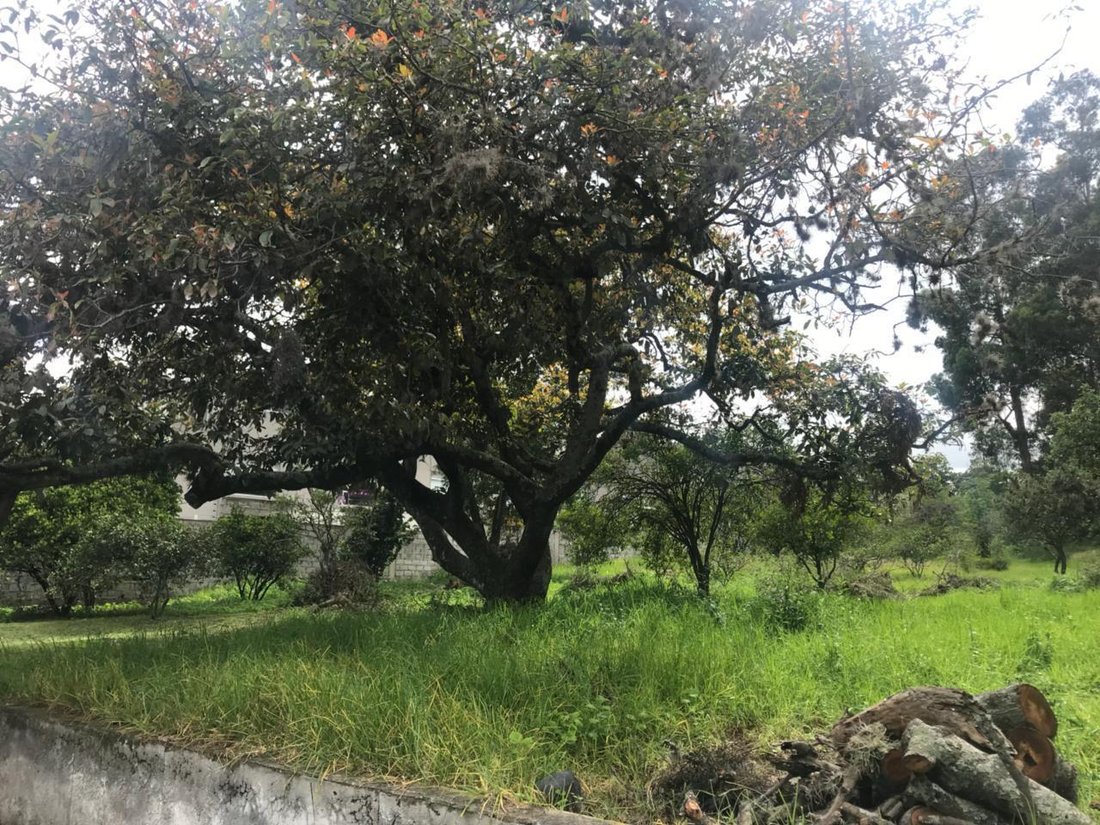 Land in Quito, Pichincha, Ecuador 1 - 18661532