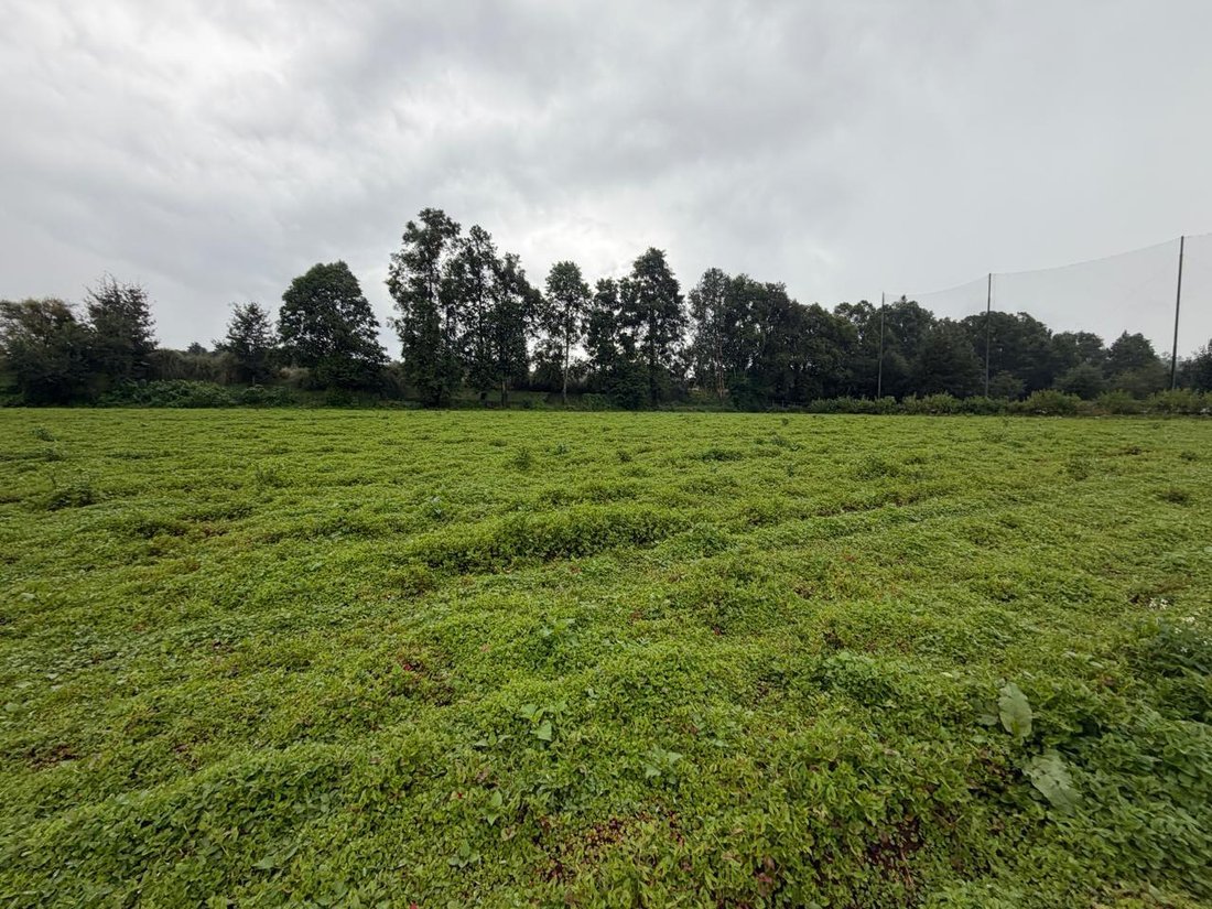 Land in San Simón el Alto, State of Mexico, Mexico 5 - 18672521