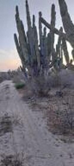 Land in Las Playitas, Baja California Sur, Mexico 5 - 18664668