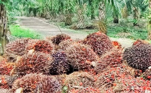 Farm Ranch in Guayaquil, Guayas, Ecuador 1