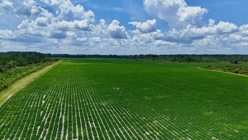 Land in Alma, Georgia, United States 4 - 18663149