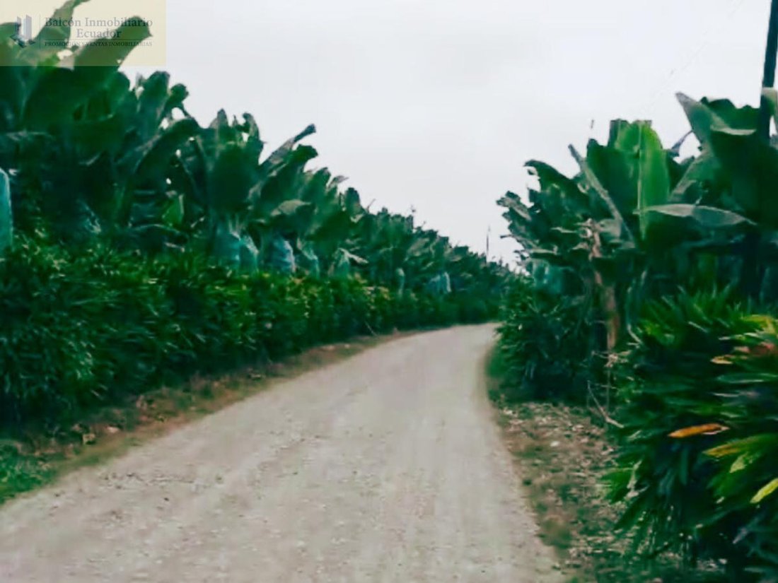 Farm Ranch in Quevedo, Los Rios, Ecuador 1 - 18661479