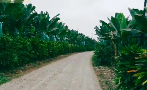Farm Ranch in Quevedo, Los Rios, Ecuador 1