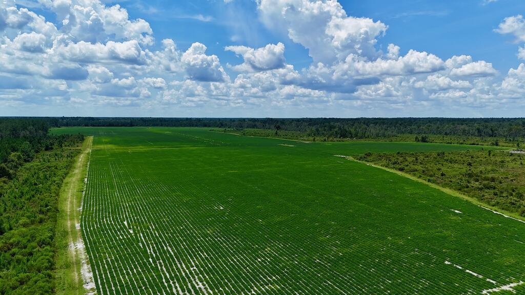 Land in Alma, Georgia, United States 5 - 18663149