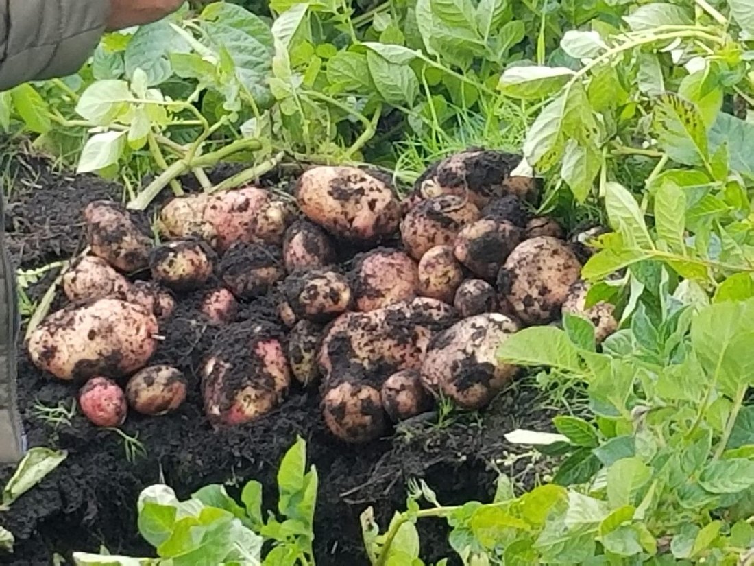 Farm Ranch in Machachi, Pichincha, Ecuador 2 - 18661464