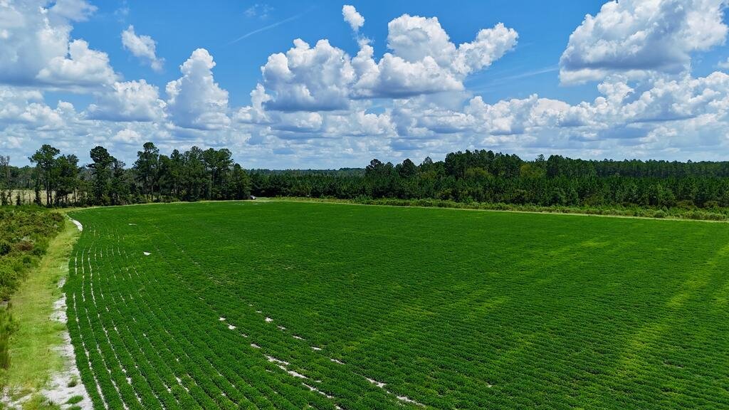 Land in Alma, Georgia, United States 2 - 18663149