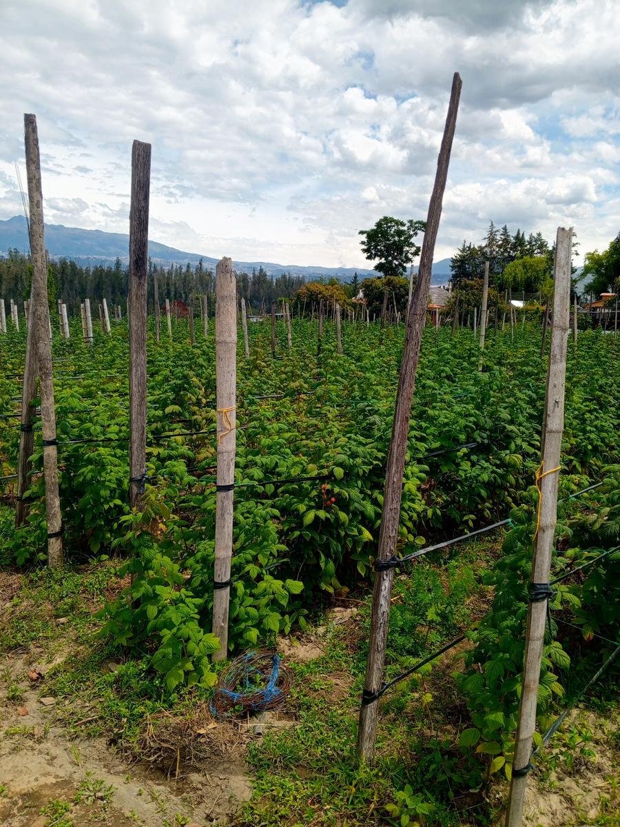 Land in Quito, Pichincha, Ecuador 2 - 18661472