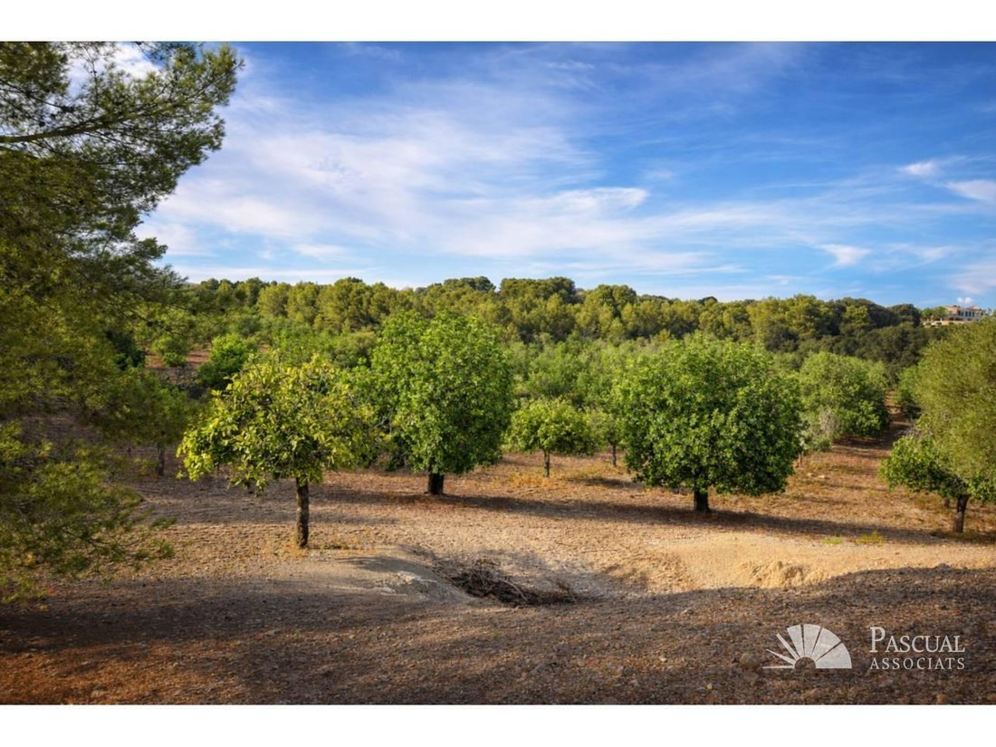 Finca in Arta, Balearic Islands, Spain 1 - 18667844