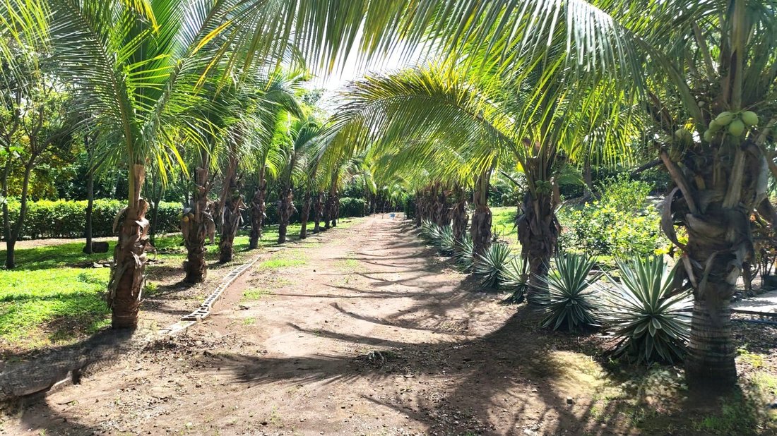 Farm Ranch in Curubandé de Liberia, Guanacaste Province, Costa Rica 1 - 18663137