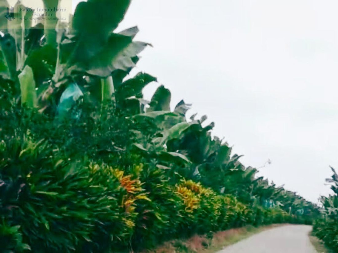 Farm Ranch in Quevedo, Los Rios, Ecuador 2 - 18661479