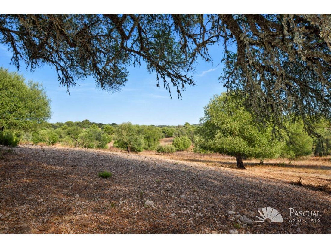 Finca in Arta, Balearic Islands, Spain 2 - 18667844