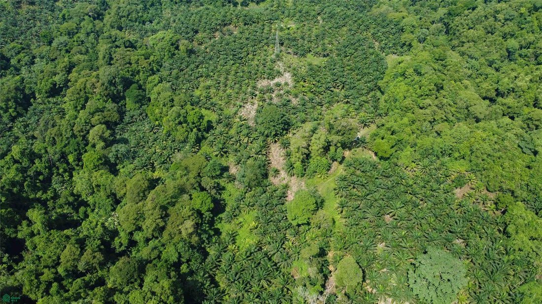 Terreno a Piedras Blancas, Provincia di Puntarenas, Costa Rica 4 - 18030334