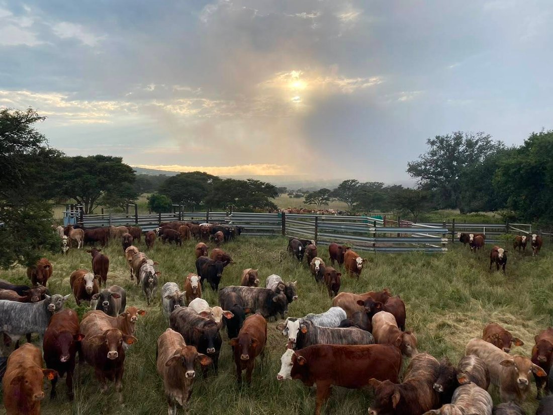 Farm Ranch in Amahlathi Local Municipality, Eastern Cape, South Africa 2 - 18675267