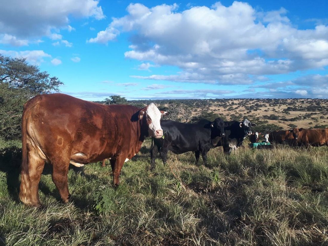 Farm Ranch in Amahlathi Local Municipality, Eastern Cape, South Africa 1 - 18675267