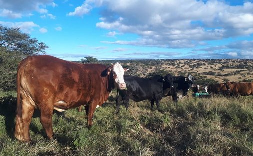 Farm Ranch in Amahlathi Local Municipality, Eastern Cape, South Africa 1